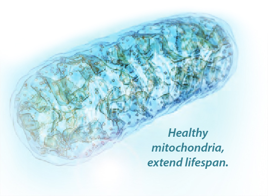 mitochondria